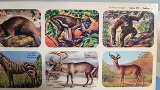 3 Láminas Hemma Animales Salvajes Vintage