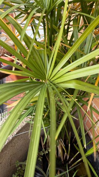 Paragüitas grande (Cyperus alternifolius)