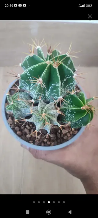 Astros Cactus