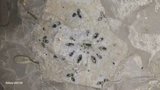 Vestido Comunión Princesa + Cancán y Funda