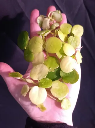 Limnobium planta flotante