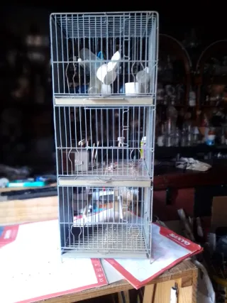 Jaula para pichones con separador