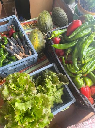 Asesoría de huerto, macetohuertos y jardín.