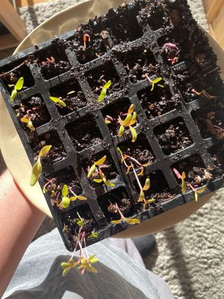 Asesoría de huerto, macetohuertos y jardín.