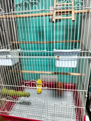 Jaula para pájaros, periquitos, agapornis,ninfas