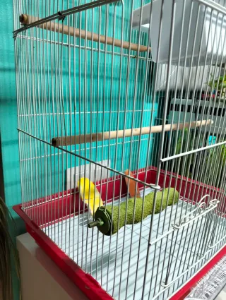 Jaula para pájaros, periquitos, agapornis,ninfas