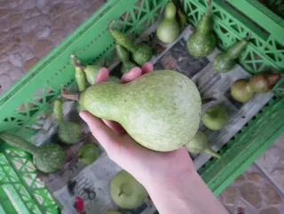 Calabazas peregrino decorativas