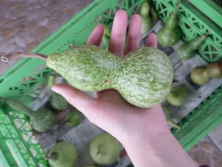 Calabazas peregrino decorativas