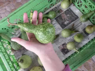 Calabazas peregrino decorativas