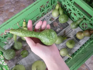 Calabazas peregrino decorativas