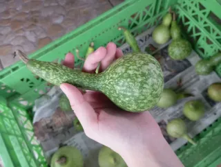 Calabazas peregrino decorativas