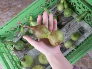 Calabazas peregrino decorativas