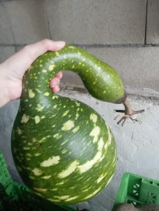 Calabaza Decorativa Verde y Multicolor