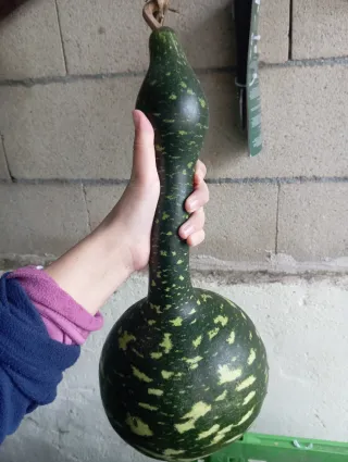 Calabaza Decorativa Verde y Multicolor