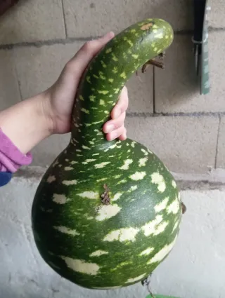 Calabaza Decorativa Verde y Multicolor