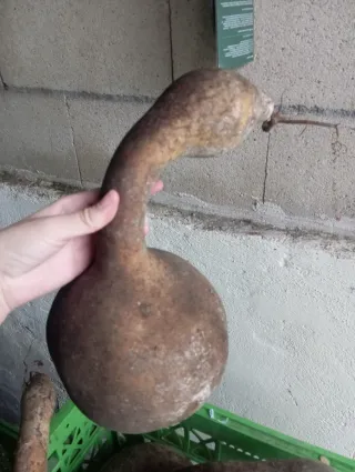 Calabaza Decorativa Verde y Multicolor