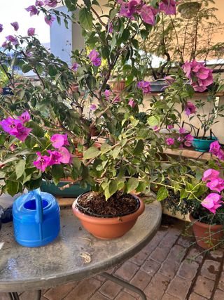 Lote de pre bonsáis