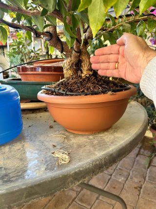 Lote de pre bonsáis