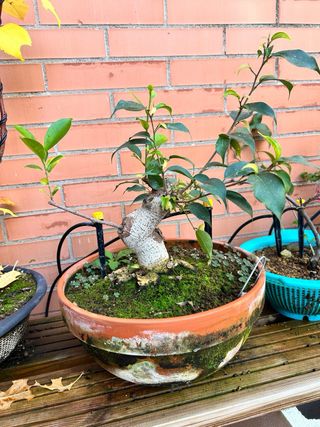 Lote de pre bonsáis