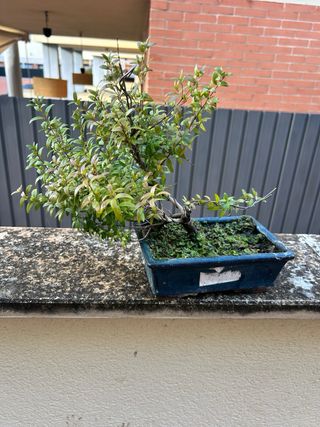 Lote de pre bonsáis