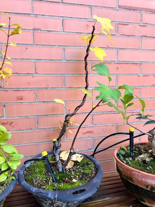 Lote de pre bonsáis