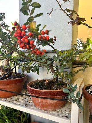 Lote de pre bonsáis