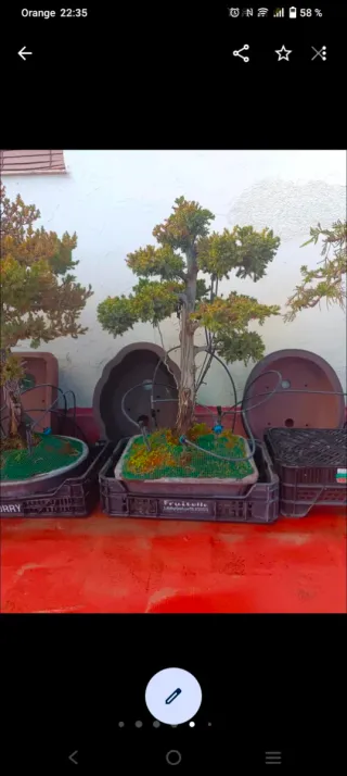 Bonsái Juniperus 15 años conmigo. Urge traslado