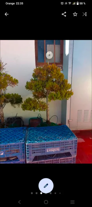 Bonsái Juniperus 2. Urge traslado