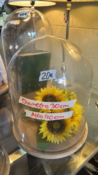 Vitrina capula campana de cristal.