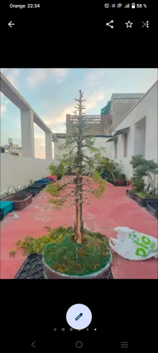 Bonsai juniperus 4. Urge traslado