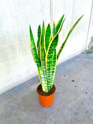 Planta interior/exterior serpiente “Sansevieria”