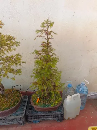 Bonsái Criptomeria. Urge traslado