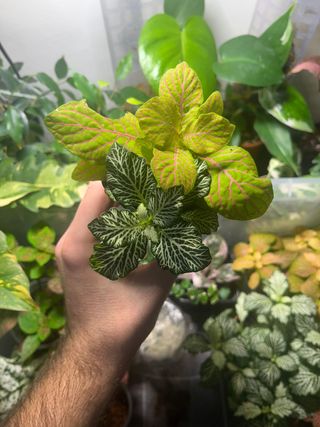 MIX Fittonias para terrarios y paludarios