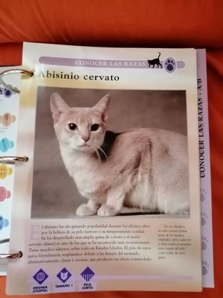 Coleccionable Gatos Planeta DeAgostini