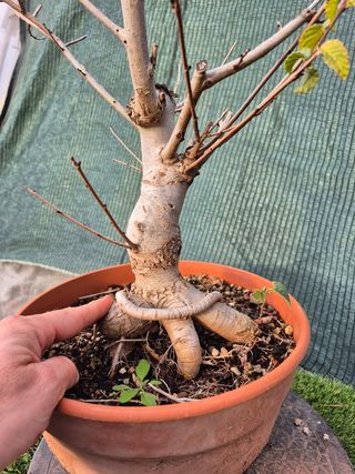 Olmo Minor Terrina REF95