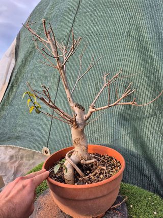 Olmo Minor Terrina REF95