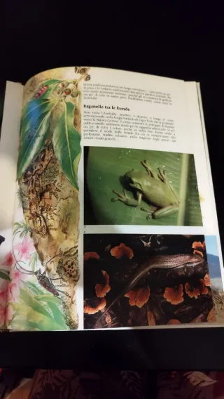 Gli strani animali d'Australia