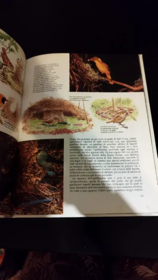 Gli strani animali d'Australia