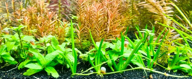 Littorella Uniflora - Planta acuática