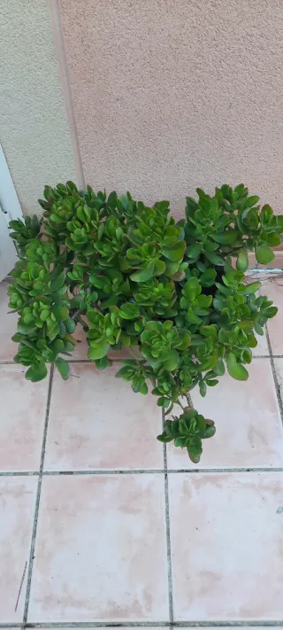 Planta arbol de Jade 60cm.altura y maceta de barro