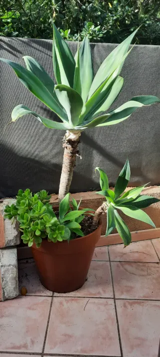 Planta Agave con suculentas en maceta