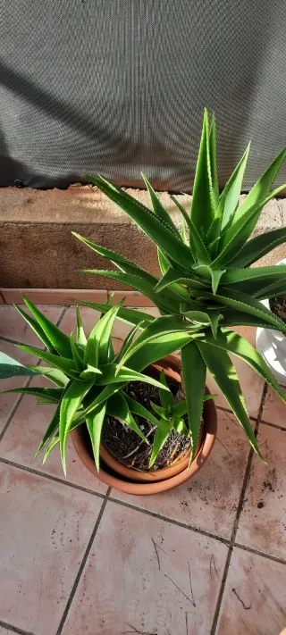 Planta Aloe Vera en Maceta