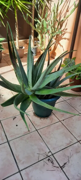 Planta Aloe Vera Grande