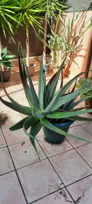 Planta Aloe Vera Grande