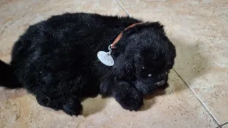 Peluche perro que respira