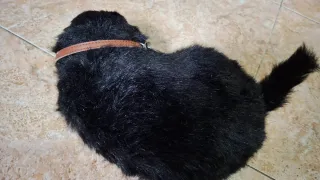 Peluche perro que respira