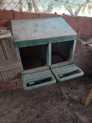 Ponedero para gallinas