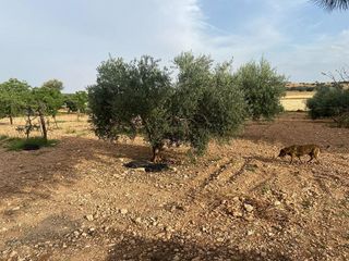 Chalet en venta en Ciudad Real