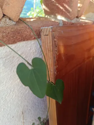 Puertas de madera interior