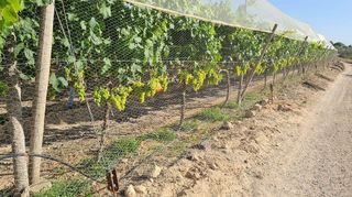 Terreno en venta en Monforte del Cid